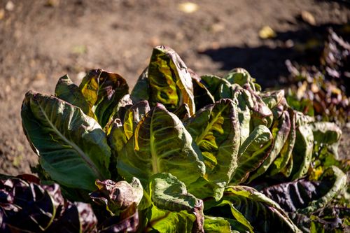 Free Vibrant Swiss chard plants thriving under sunlight in a garden setting, showcasing healthy greens. Stock Photo