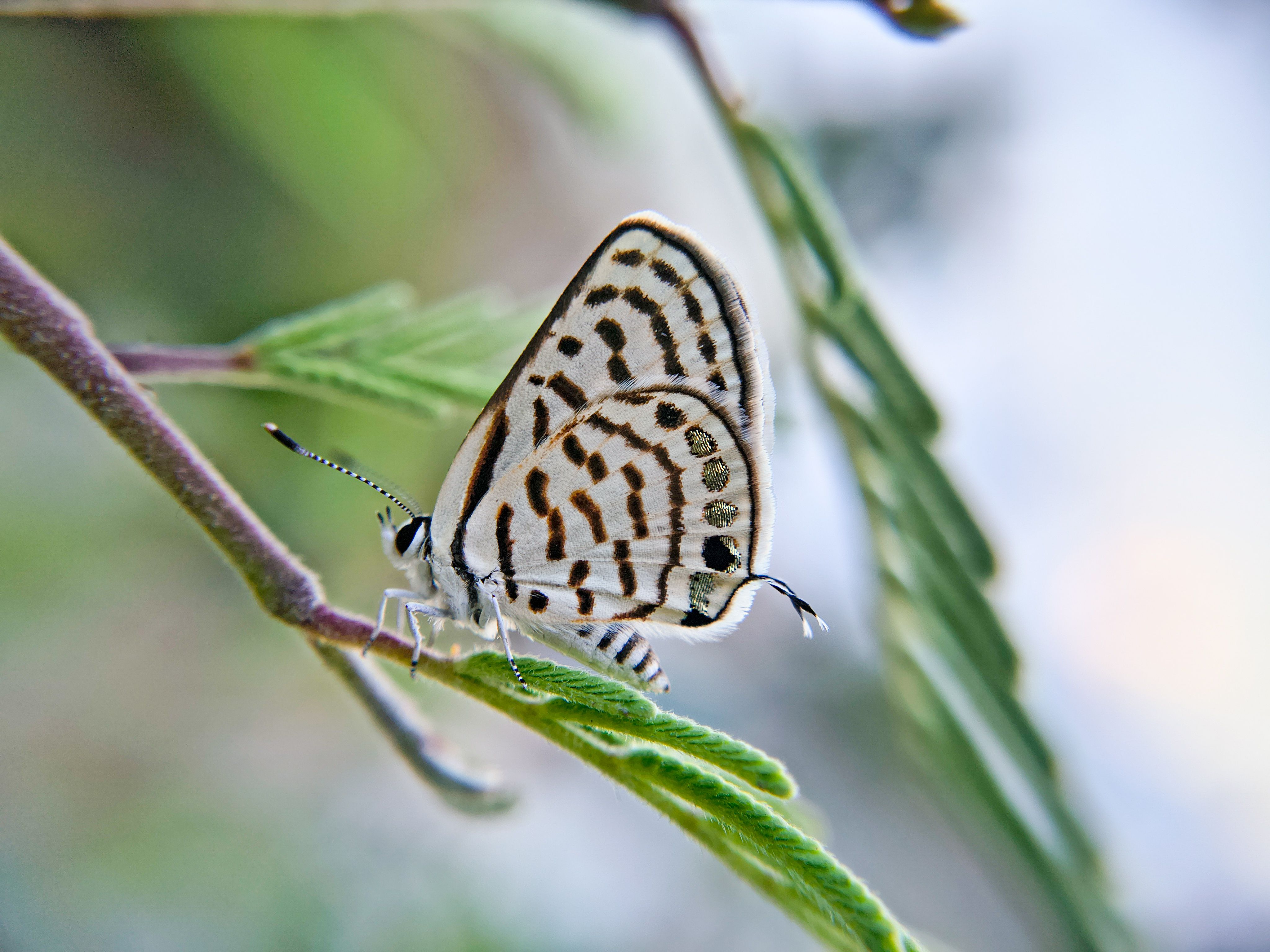 Detailed image of a Common Pierrot butterfly perched on a leaf in Bilaspur, India.