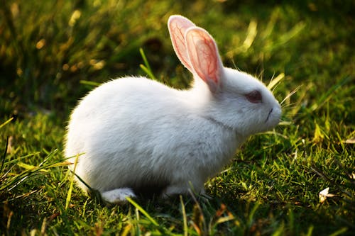 Yeşil çimenlerin üzerinde Beyaz Tavşan