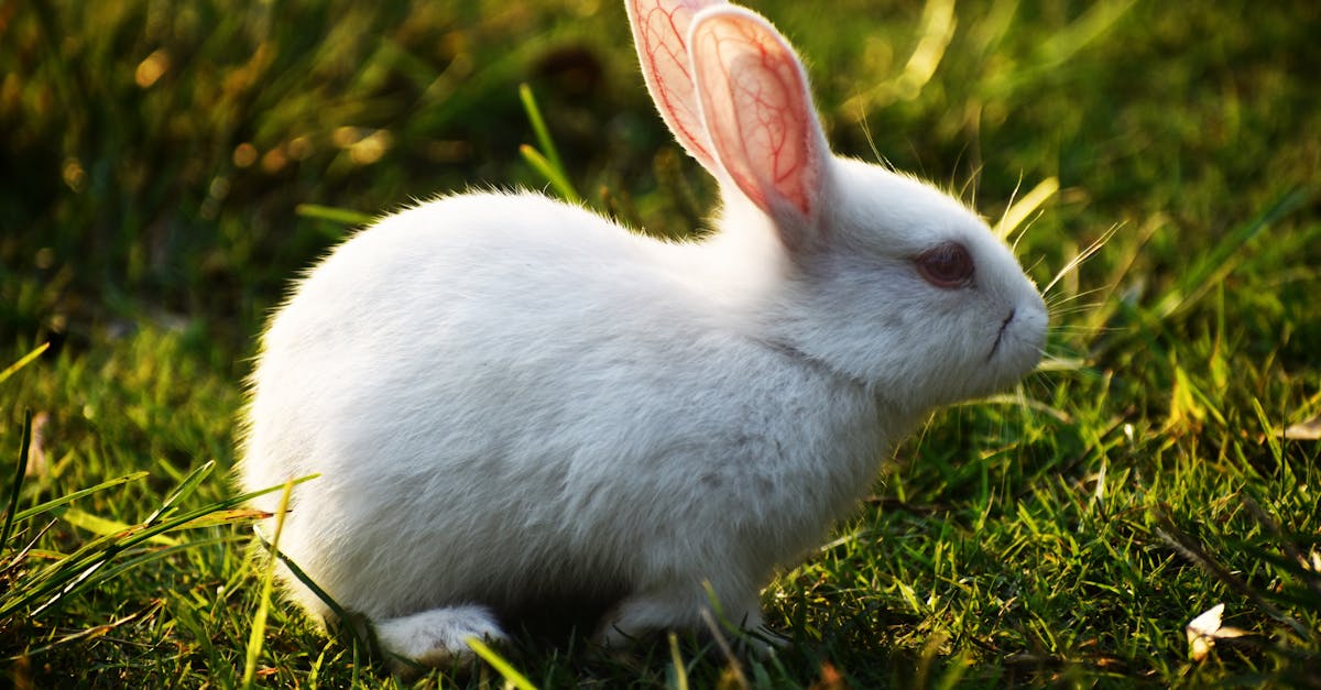 What should rabbit droppings look like