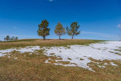 Free Three pine trees stand on a hill with melting snow beneath, under a clear blue sky. Stock Photo