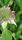 bergamot