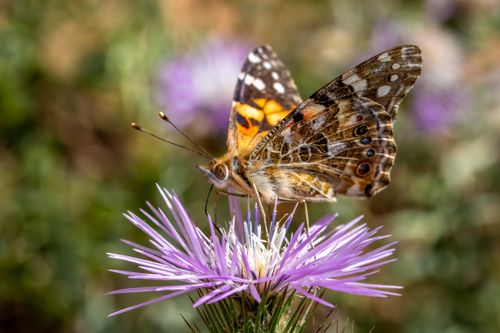 Free Macro shot of a painted lady butterfly on a purple thistle, highlighting its vibrant wings and detailed textures. Stock Photo