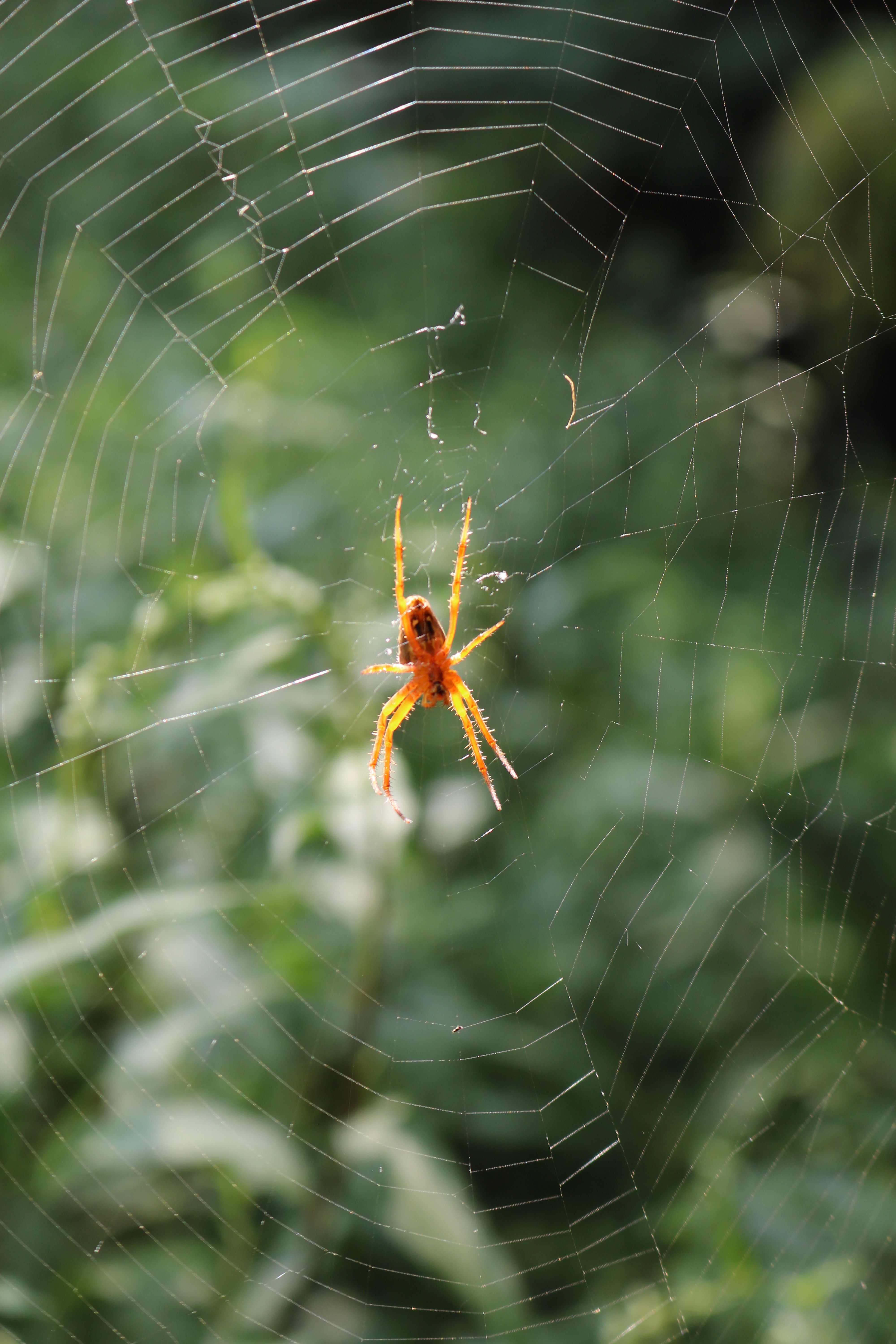 Close-up of an orb-weaver spider spinning a web in Mazandaran, Iran.