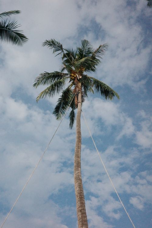 Free A tall palm tree against a vibrant blue sky with scattered clouds, framed from below. Stock Photo