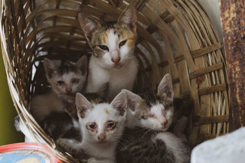Free stock photo of cat family
