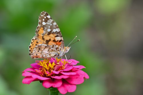 Free Detailed shot of a Painted Lady butterfly resting on a vibrant pink zinnia bloom. Stock Photo