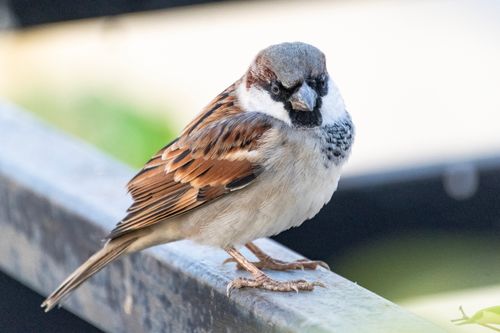 Free Detailed view of a house sparrow (Passer domesticus) sitting on a metal railing in daylight. Stock Photo