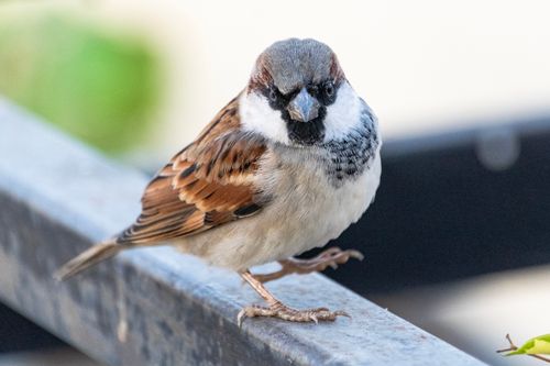 Free Detailed view of a house sparrow on a metal railing, showcasing its intricate plumage. Stock Photo