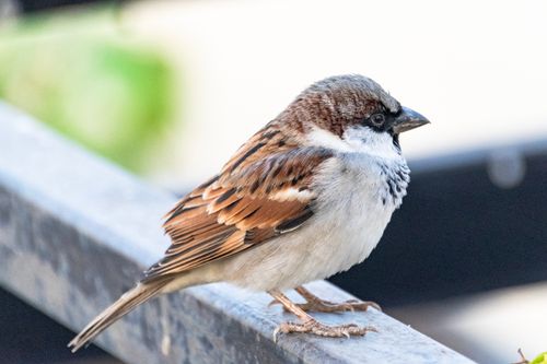 Free Detailed capture of a house sparrow perched on a railing with soft background. Stock Photo