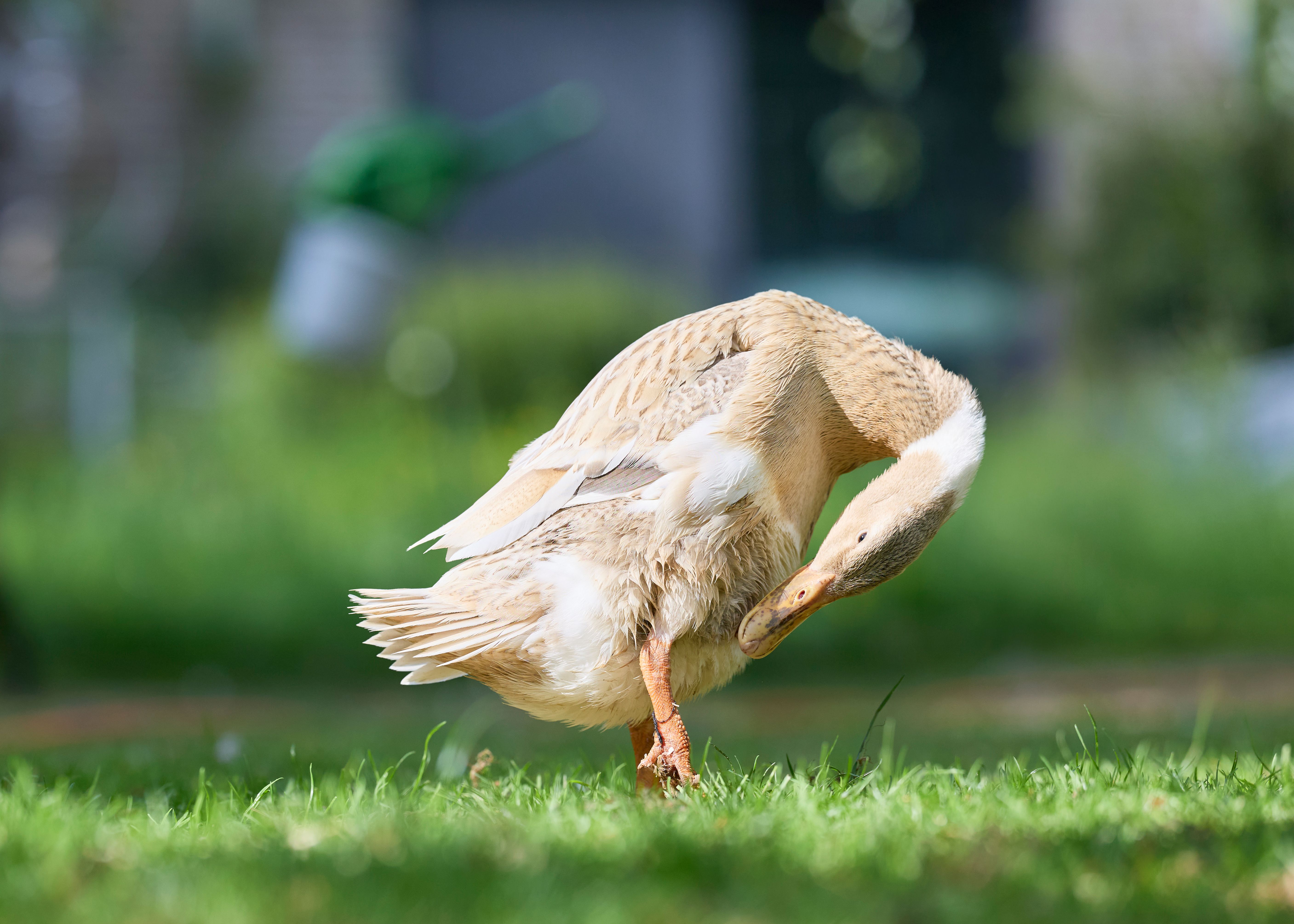 Foto: Erwin Bosman / Pexels