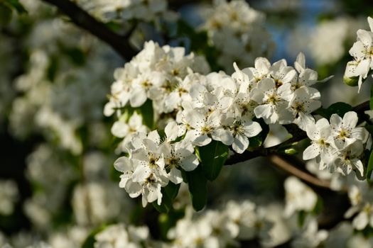 Close-up of white pear blossoms in spring, showcasing nature's beauty and renewal.