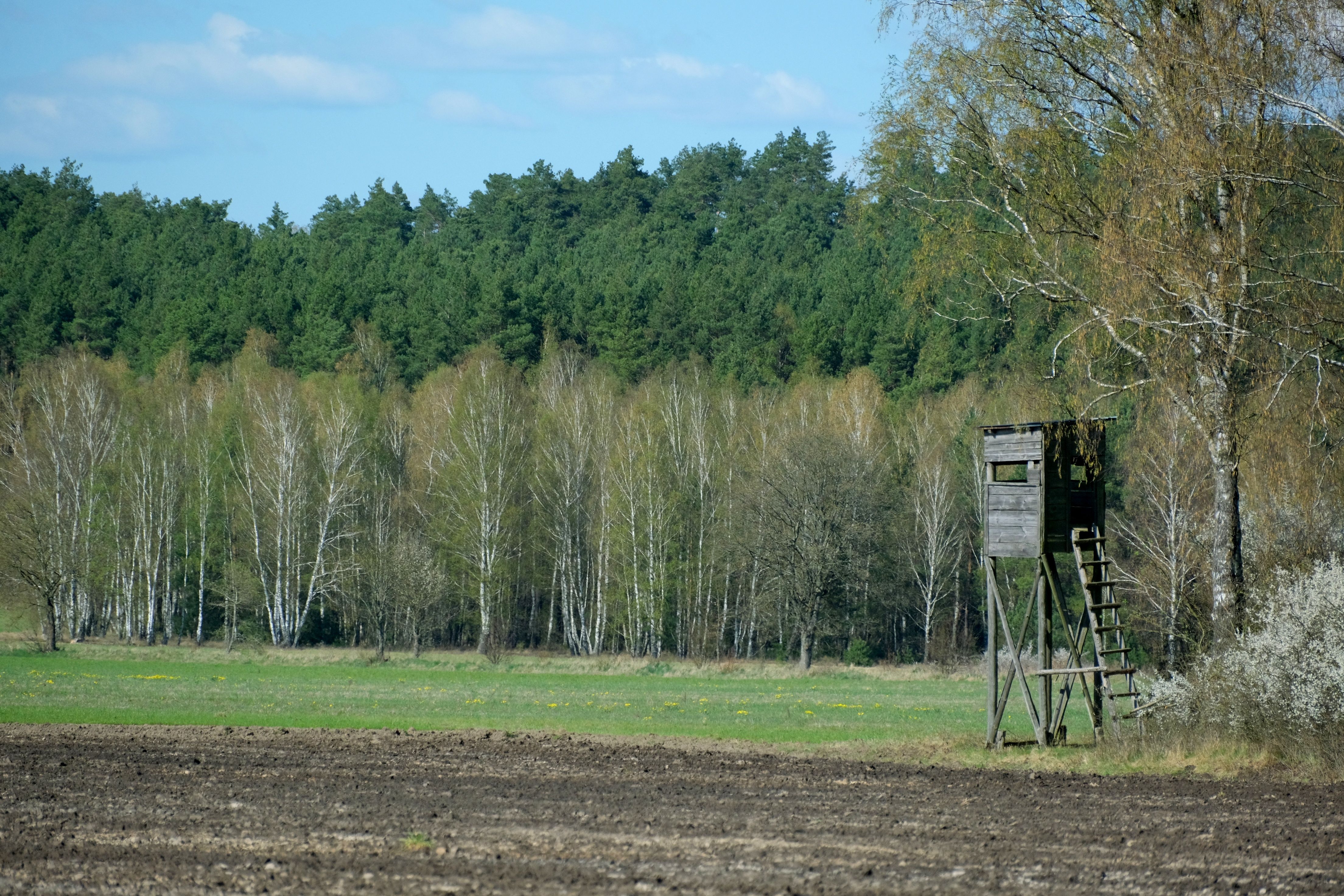 A wooden deer stand overlooks a field near a forest edge on a sunny spring day.