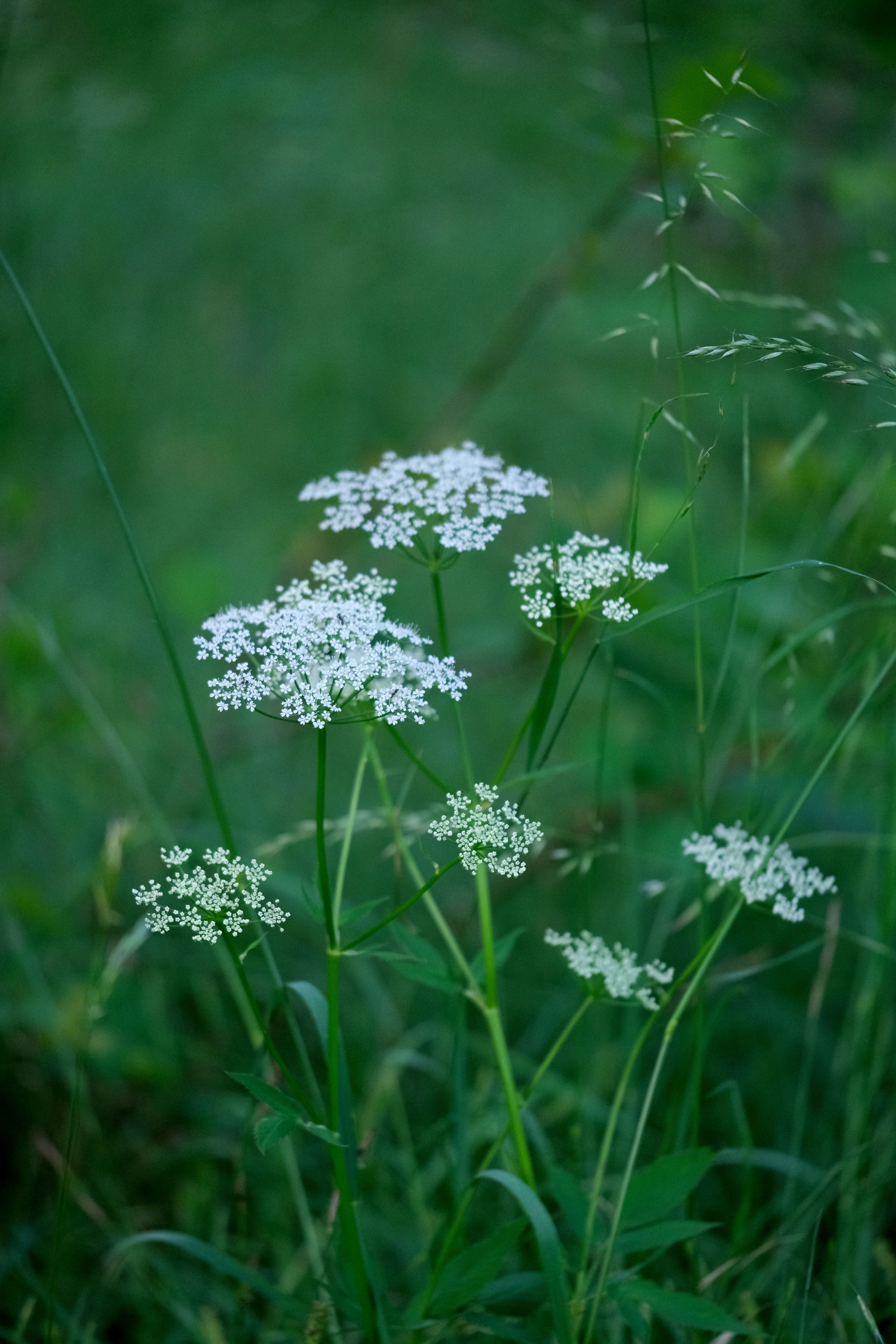 [ColoSach]-a-cluster-of-delicate-white-wildflowers-blooming-in-a-lush-green-meadow,-showcasing-nature's-beauty.