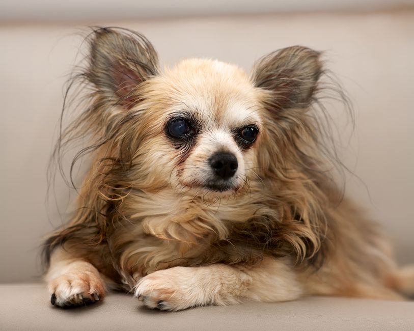 What Age Can You Get Pet Insurance for a Dog UK 2026?