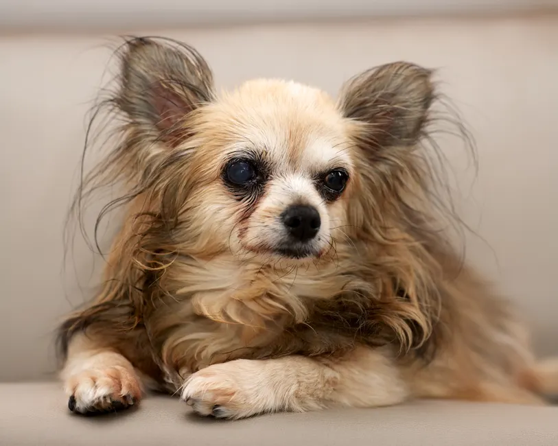 enrichment toys for senior dogs