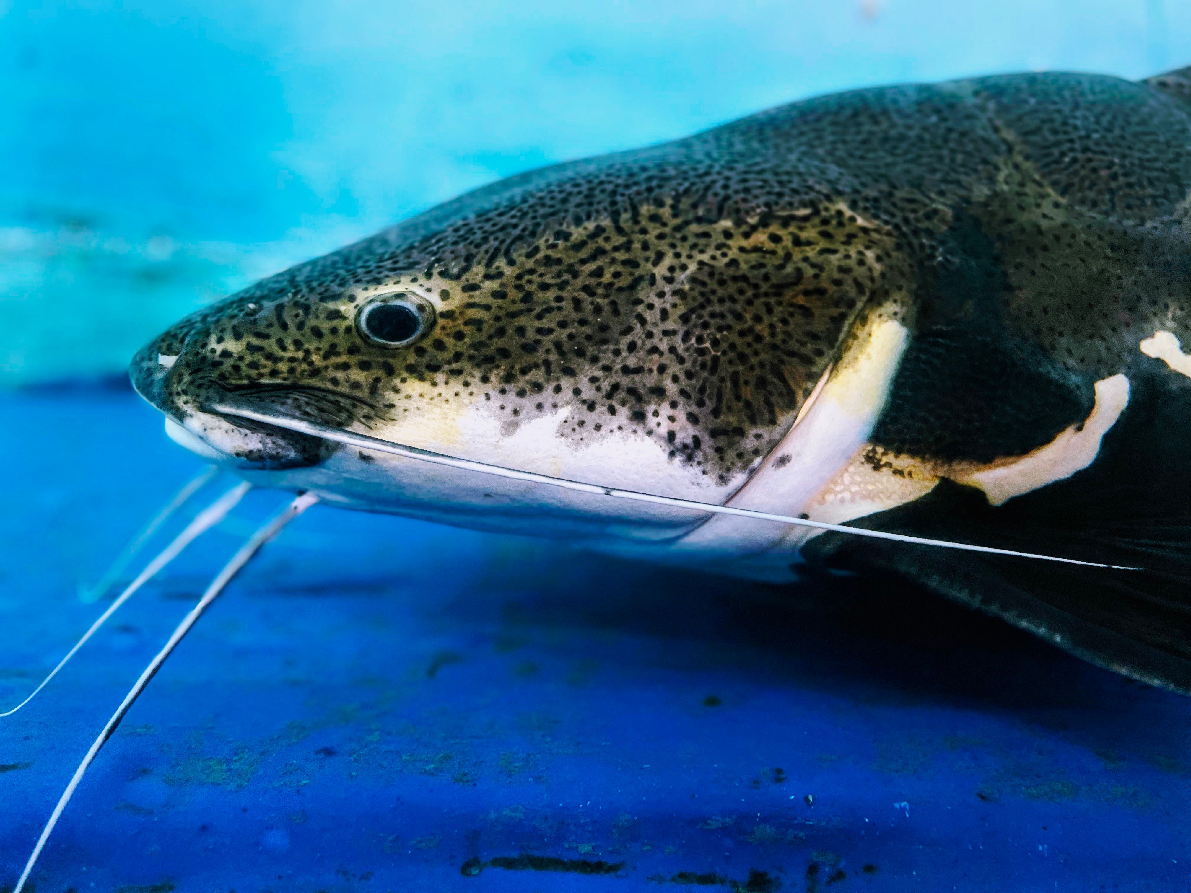 What to Do About Blue Catfish? Enjoy ‘Em!