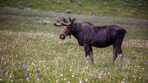 Free A moose stands in a vibrant wildflower meadow in Wyoming, USA, showcasing natural beauty. Stock Photo