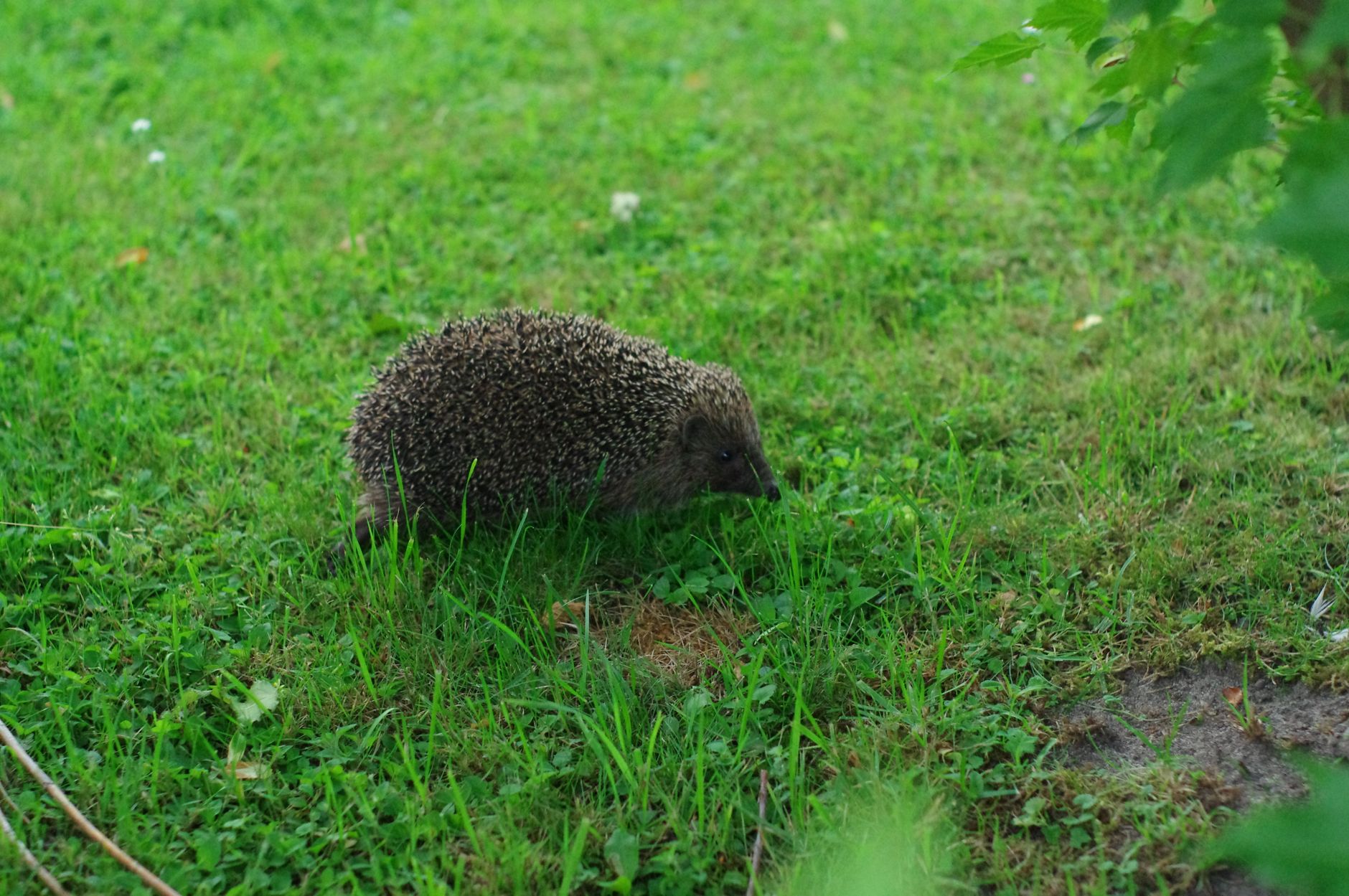 Hörzu (mit Mecki)