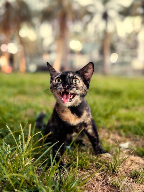 Free Lively tortoiseshell cat in a grassy park area, showcasing its playful nature. Stock Photo