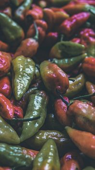 Close-up of a vibrant assortment of fresh peppers showcasing green, red, and orange hues.