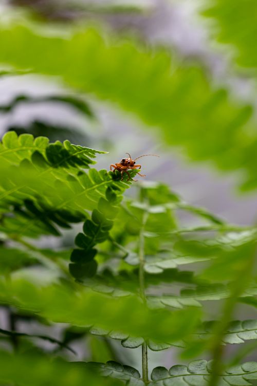 Free Detailed shot of an insect perched on a lush green fern with blurred background. Stock Photo