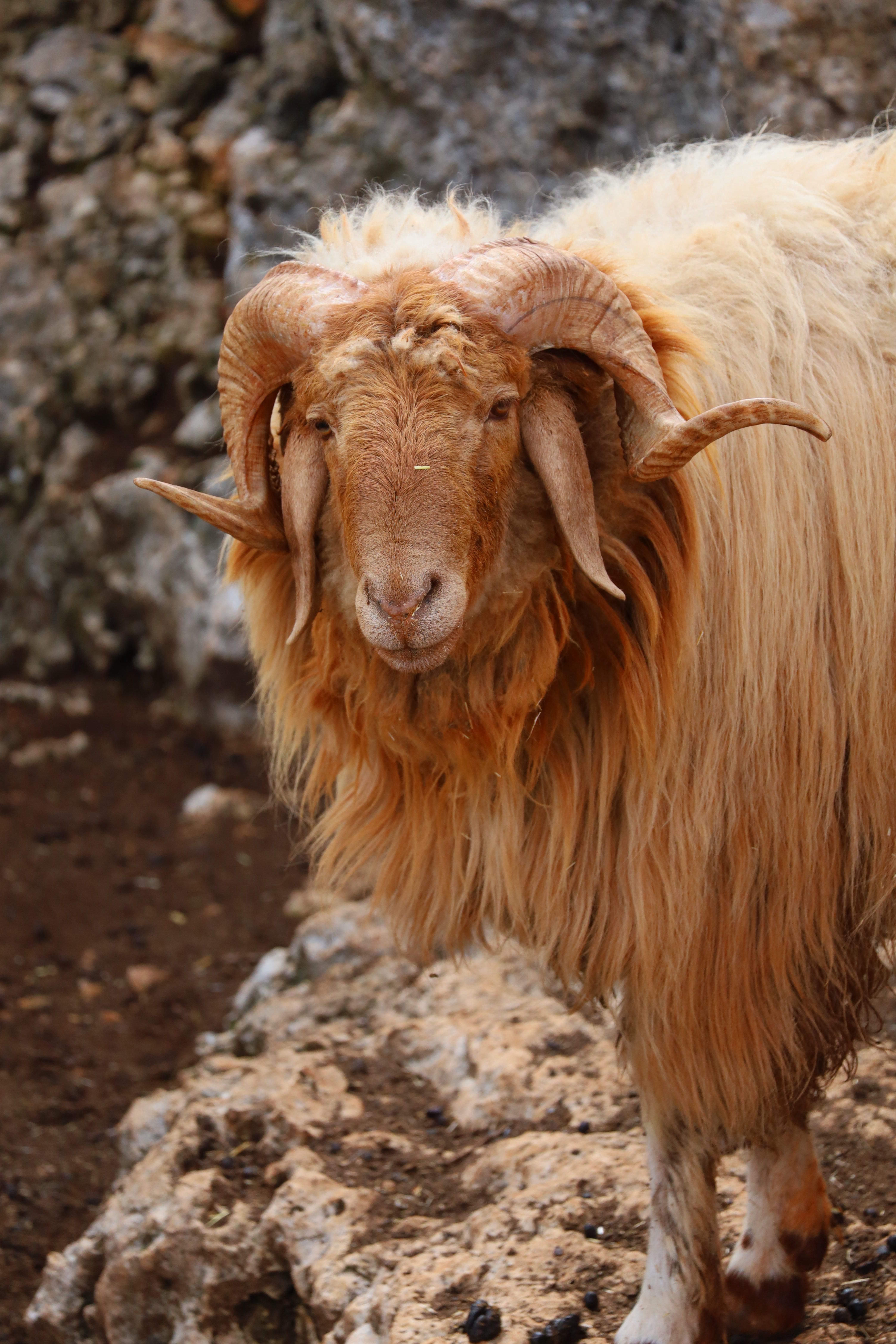 A close-up of a majestic ram with long horns and thick wool outdoors.