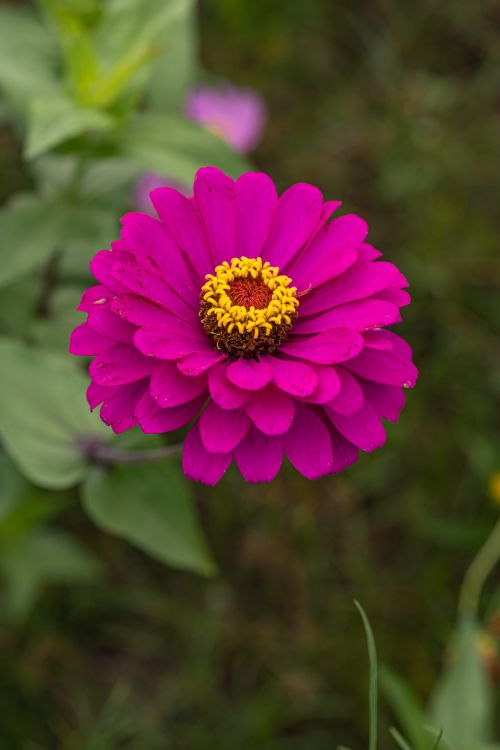 Free Close-up of a vibrant pink zinnia flower with lush petals in natural setting. Stock Photo