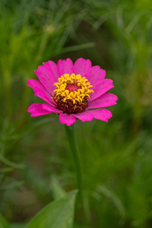 Free Close-up of a vibrant pink Zinnia flower in full bloom, showcasing its yellow center against lush greenery. Stock Photo