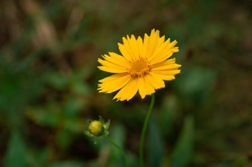 Free Close-up of a vivid yellow flower in bloom with a soft-focus background. Stock Photo