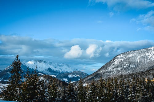 Pine Tree Forest in Snow Covered Mountains