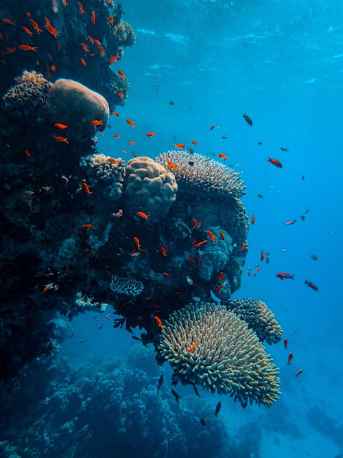 Free Gray and Black Coral Reef Stock Photo