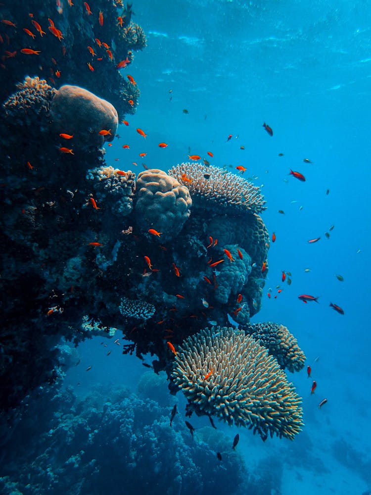 Gray And Black Coral Reef