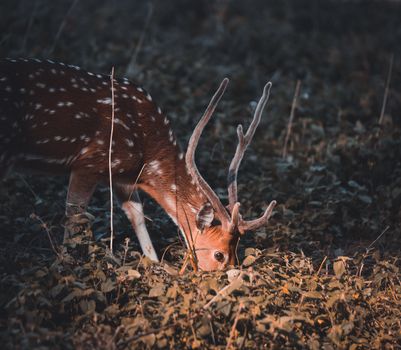 Axis deer