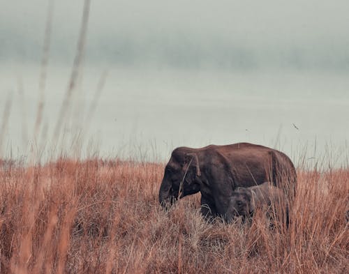 Brown Elephant with Baby Elephant on Brown Grass Field