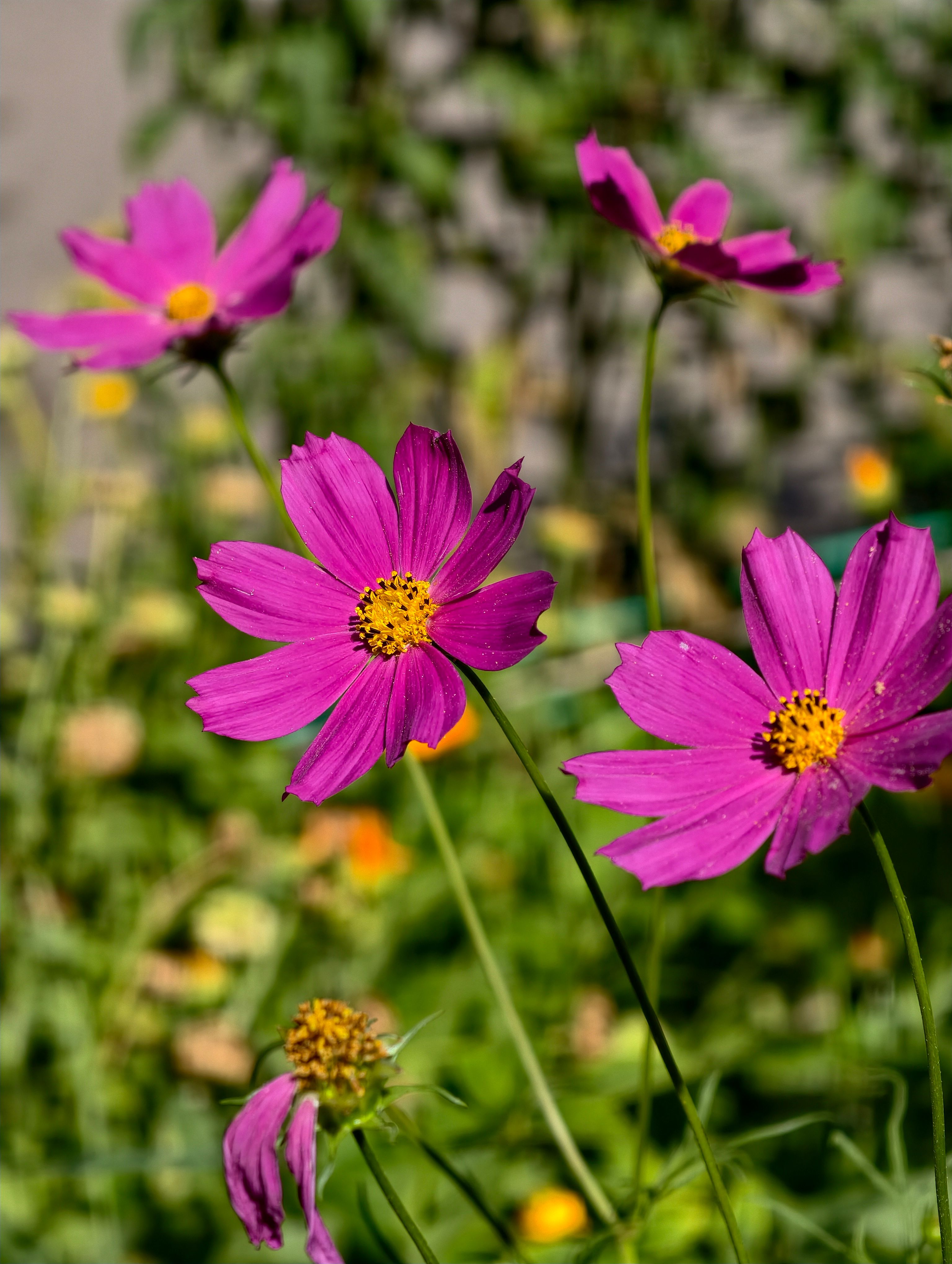 [ColoSach]-bright-pink-cosmos-flowers-bloom-in-an-almaty-garden,-showcasing-nature's-vibrancy.