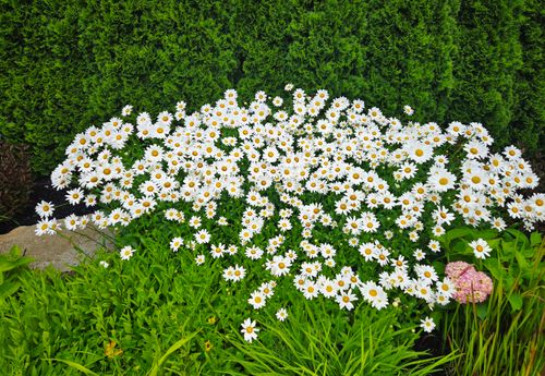 Free A lush garden filled with blooming daisies against a rich green background, showcasing summer beauty. Stock Photo