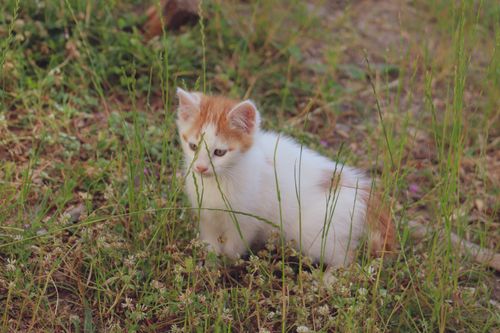 Free A cute white and orange kitten playing in a grassy field on a sunny day. Stock Photo