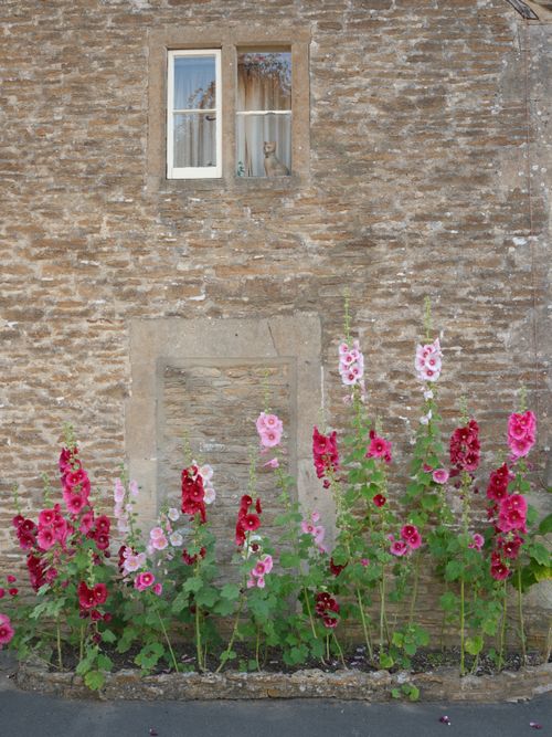 Free Stone cottage facade in Biddestone, England with vibrant hollyhocks and a curious cat in the window. Stock Photo