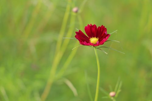 Free Close-up of a vivid red cosmos flower with a blurred green background, signifying summer. Stock Photo