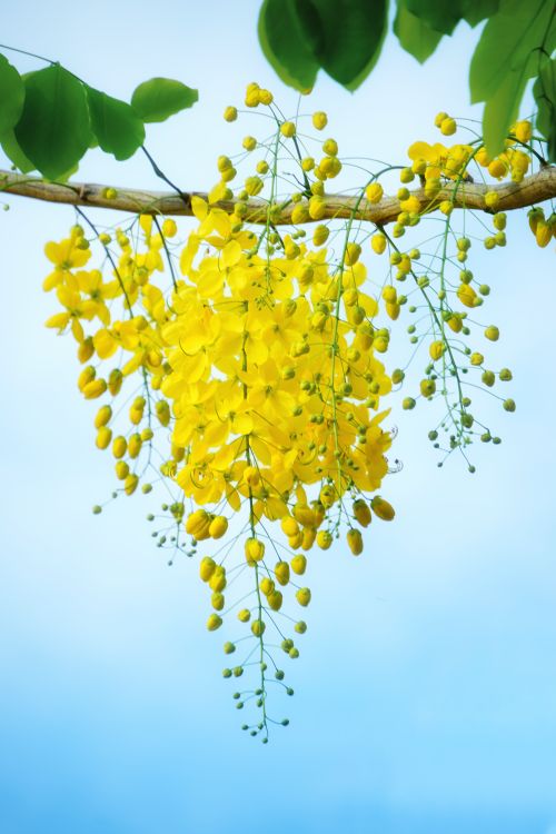 Free Bright yellow Cassia fistula flowers hanging gracefully, highlighting spring beauty. Stock Photo