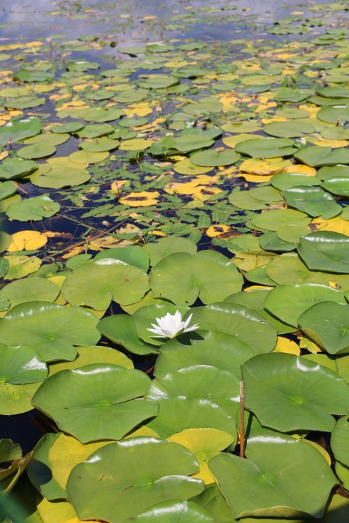Free Tranquil lily pad-covered pond with a single white water lily in Çivril, Türkiye. Stock Photo