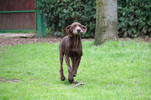 개, 연장자, 잔디의 무료 스톡 사진