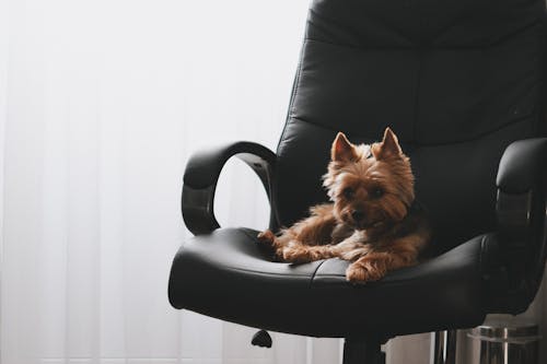 Perro Pequeño De Pelo Largo Marrón En Sillón De Cuero Negro