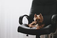 一只可爱的约克夏犬正舒适地躺在室内的黑色皮革办公椅上