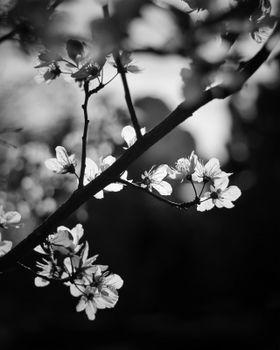 Elegant black and white photo of cherry blossoms in spring.