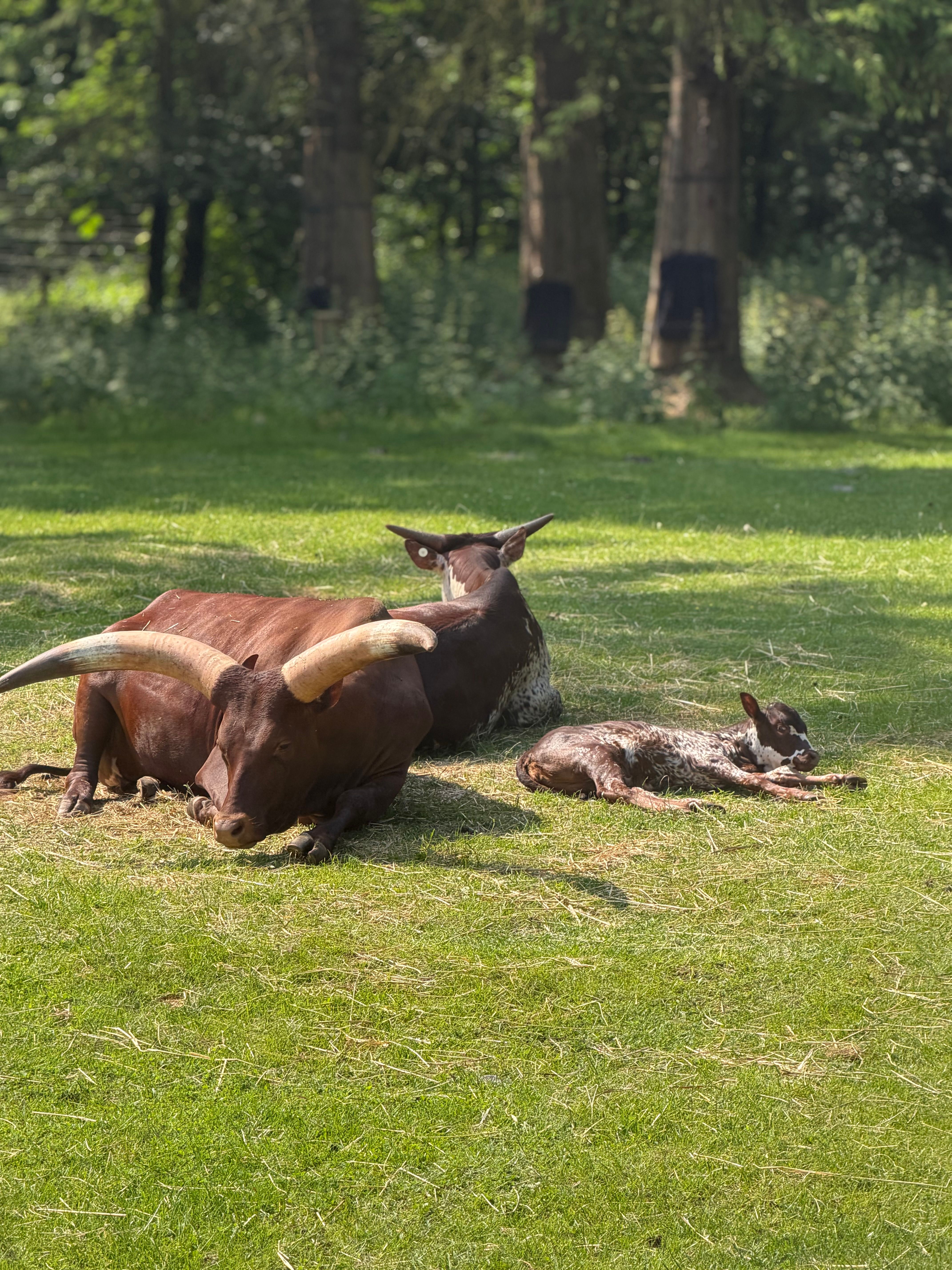 Ankole-Watusi cattle lounging in a lush green pasture, enjoying a sunny day outdoors.