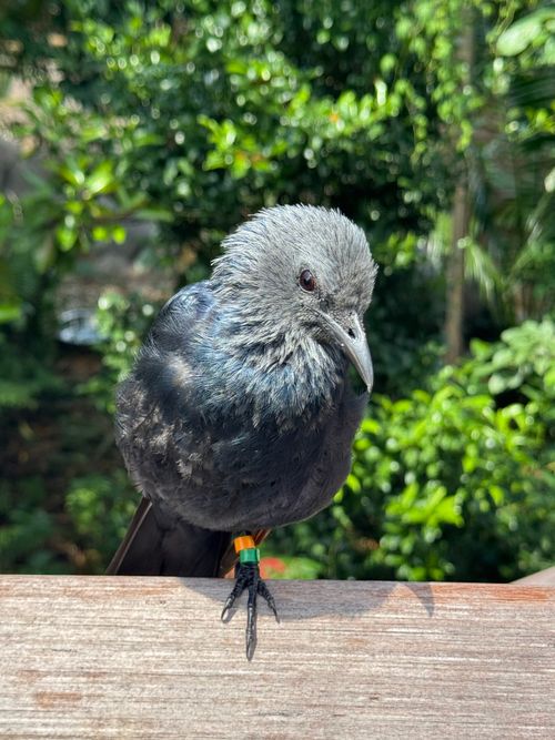 Free A tui bird with vibrant feathers perched on a ledge, surrounded by lush greenery. Stock Photo