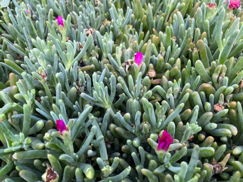 Free Lush green ice plant succulents with vibrant pink flowers in a garden setting. Stock Photo