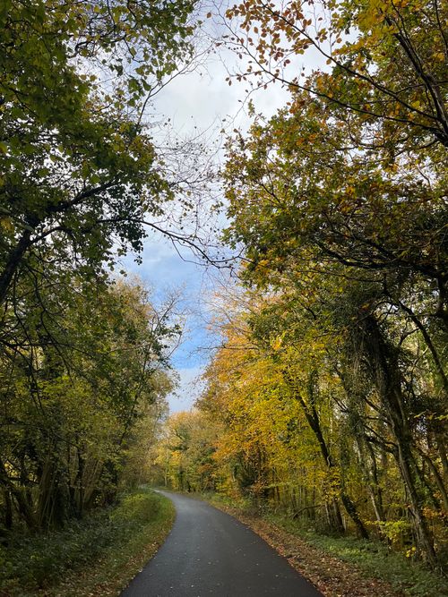 Free A serene road through a forest showcasing vibrant autumn leaves under a clear sky. Stock Photo